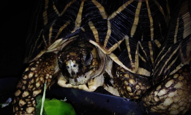 tenemos tortugas